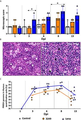 Up-Regulation of Immune Checkpoints in the Thymus of PRRSV-1-Infected Piglets in a Virulence-Dependent Fashion